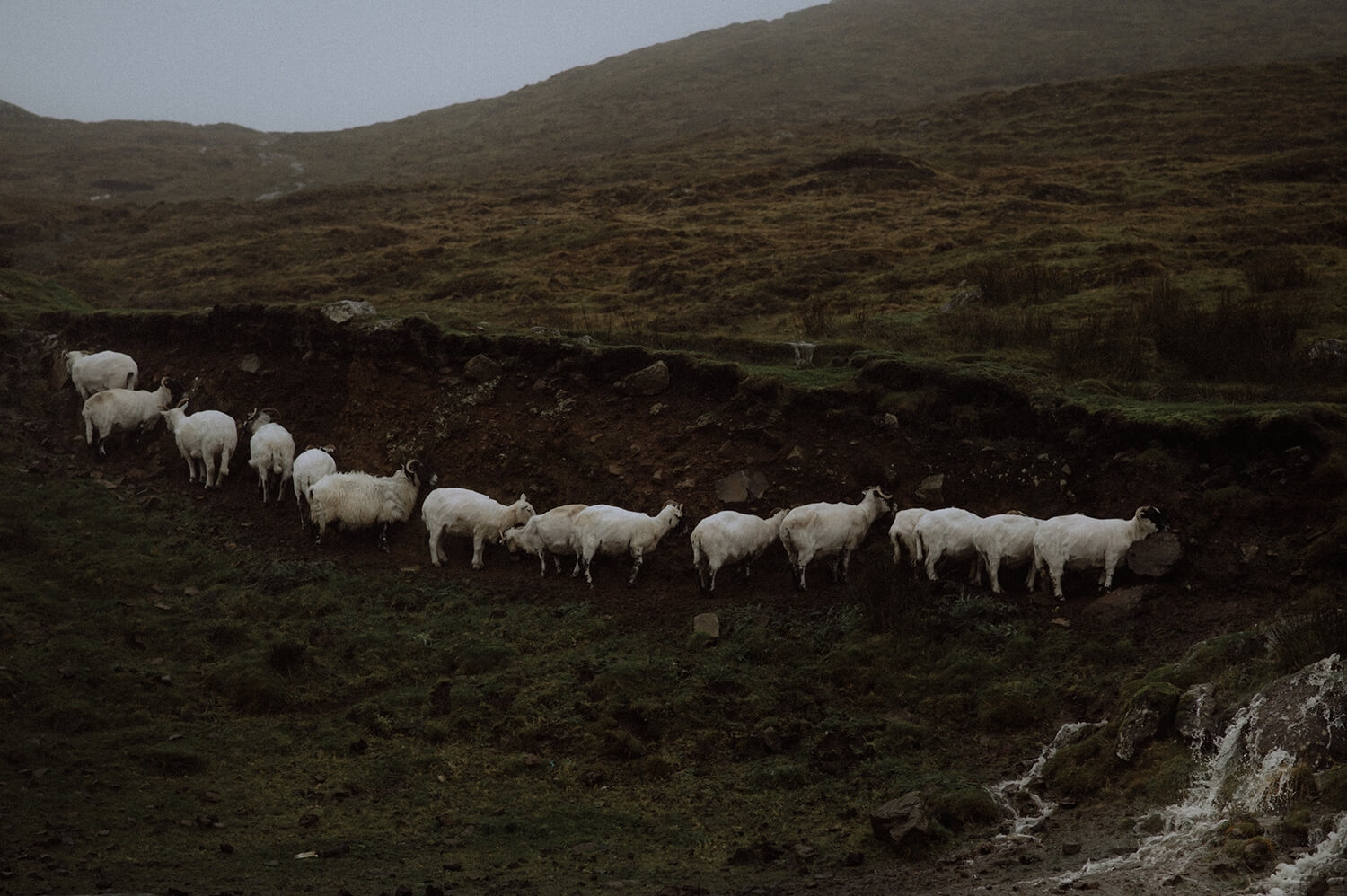 Straight line of sheep in the Scottish highlands on a rainy day.