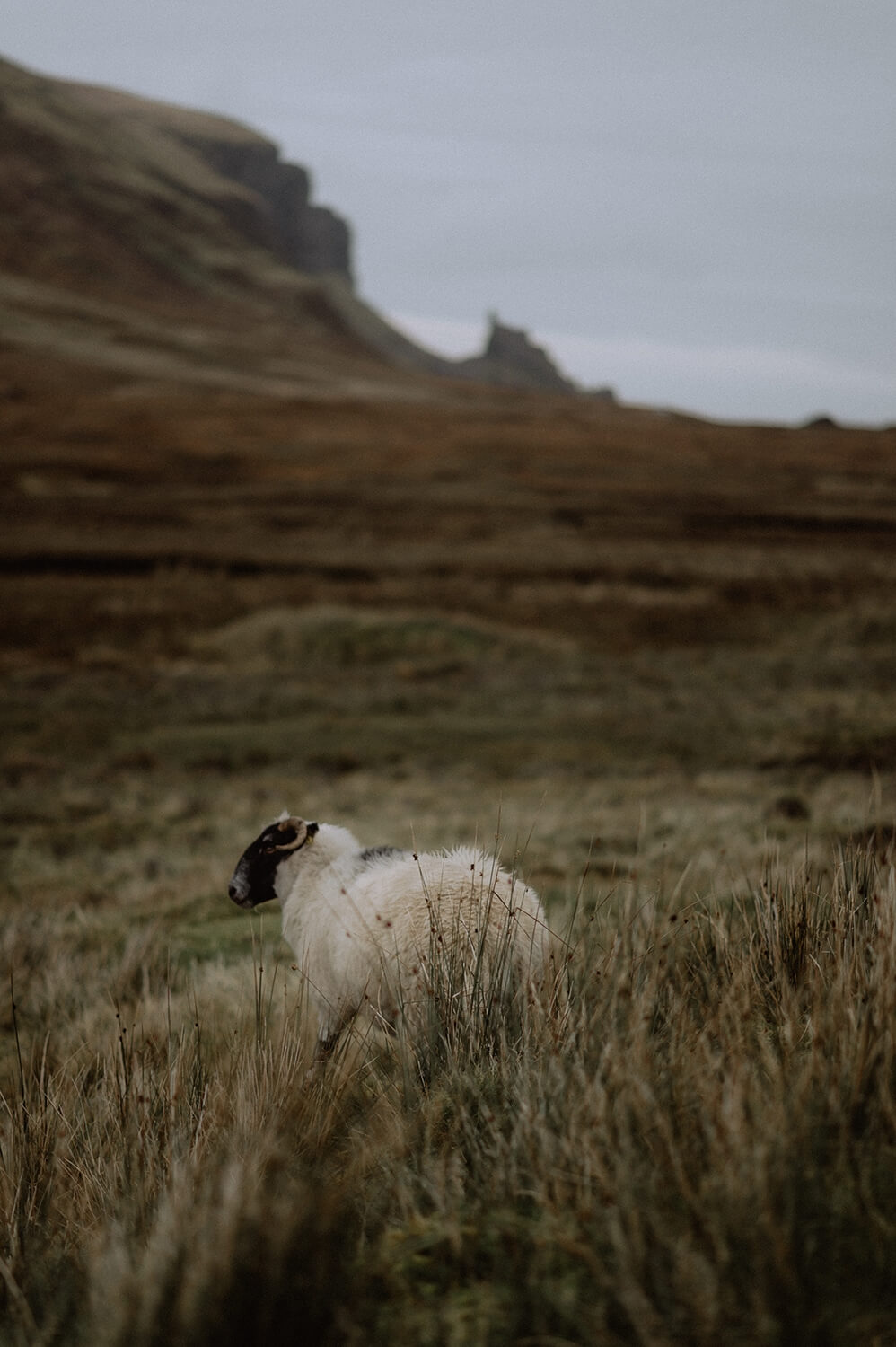 The sheep life in Scotland.