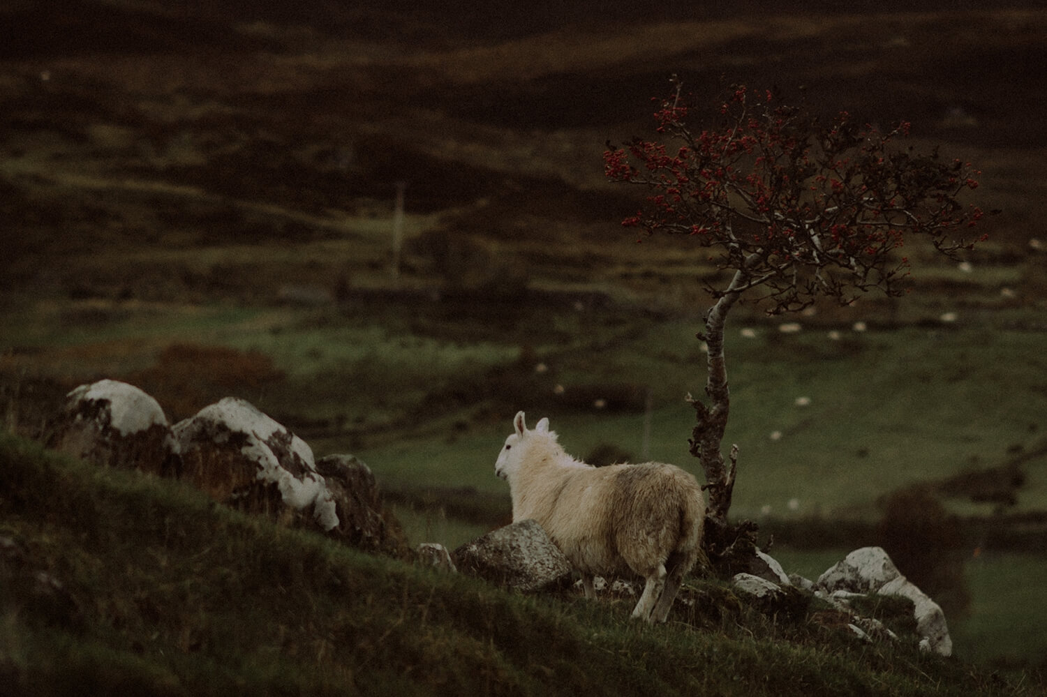 The Scottish wedding destination and the sheep. 