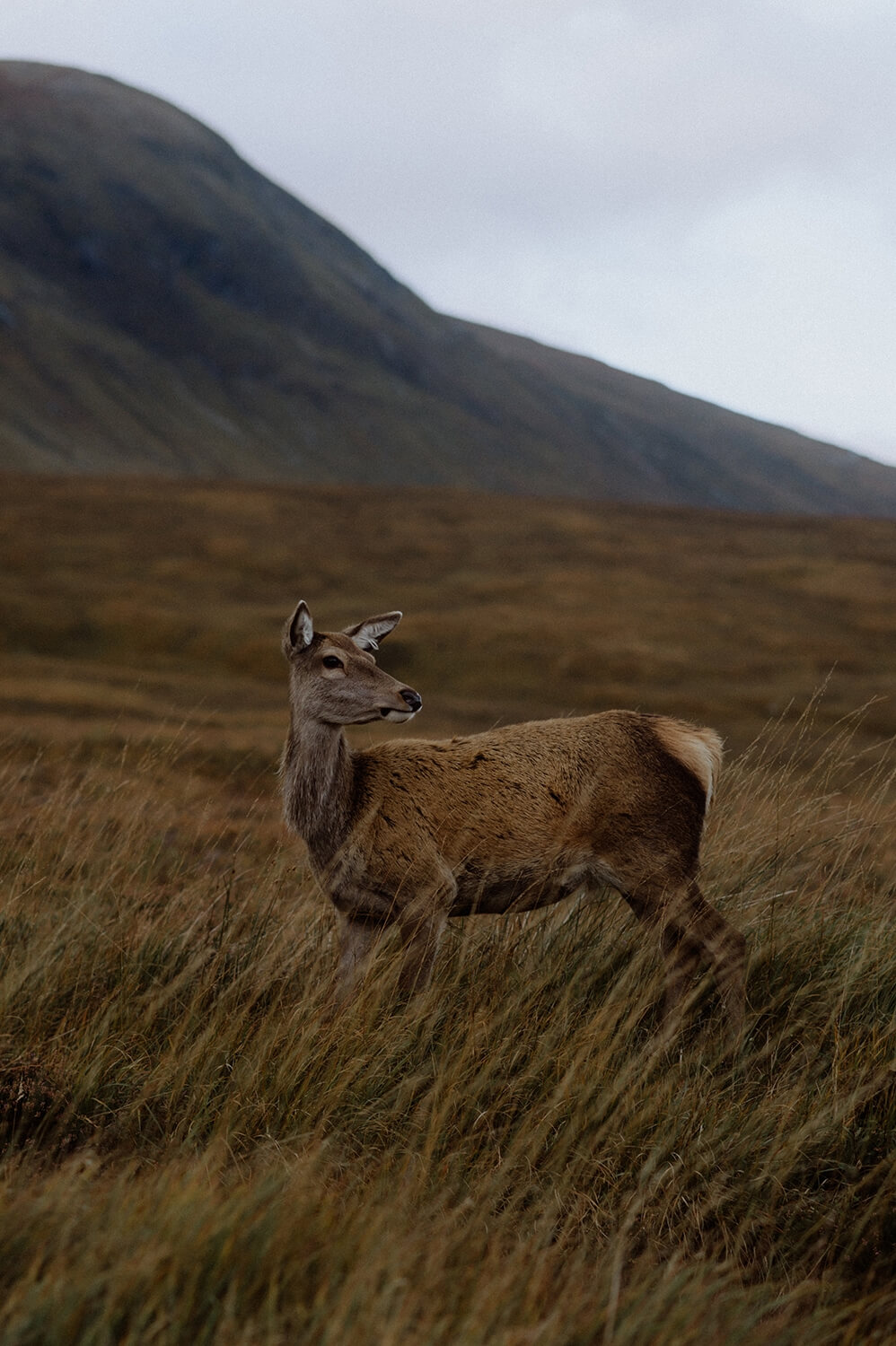 Deer of Scotland.