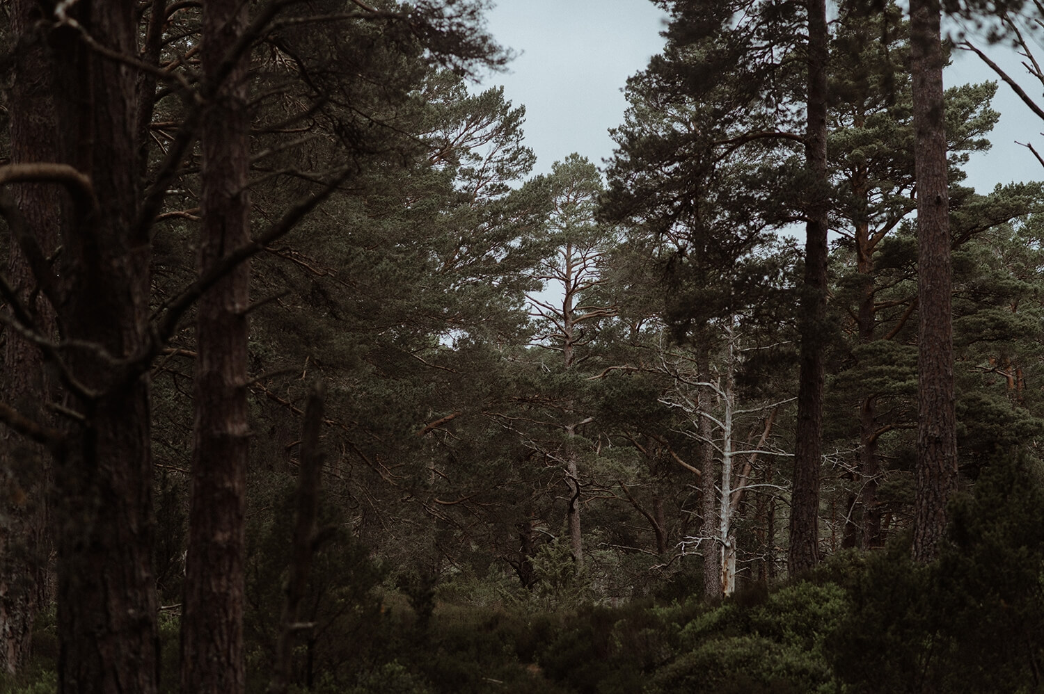 Scotland pine forest